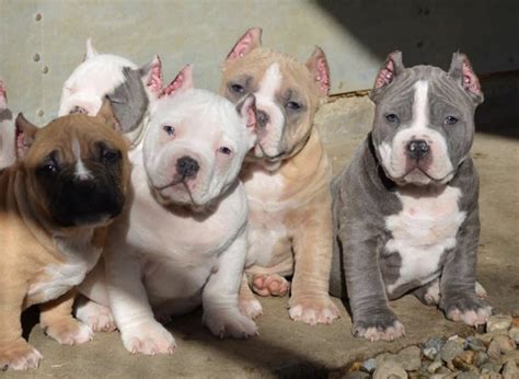 12 weeks old. . Bullies puppies for sale